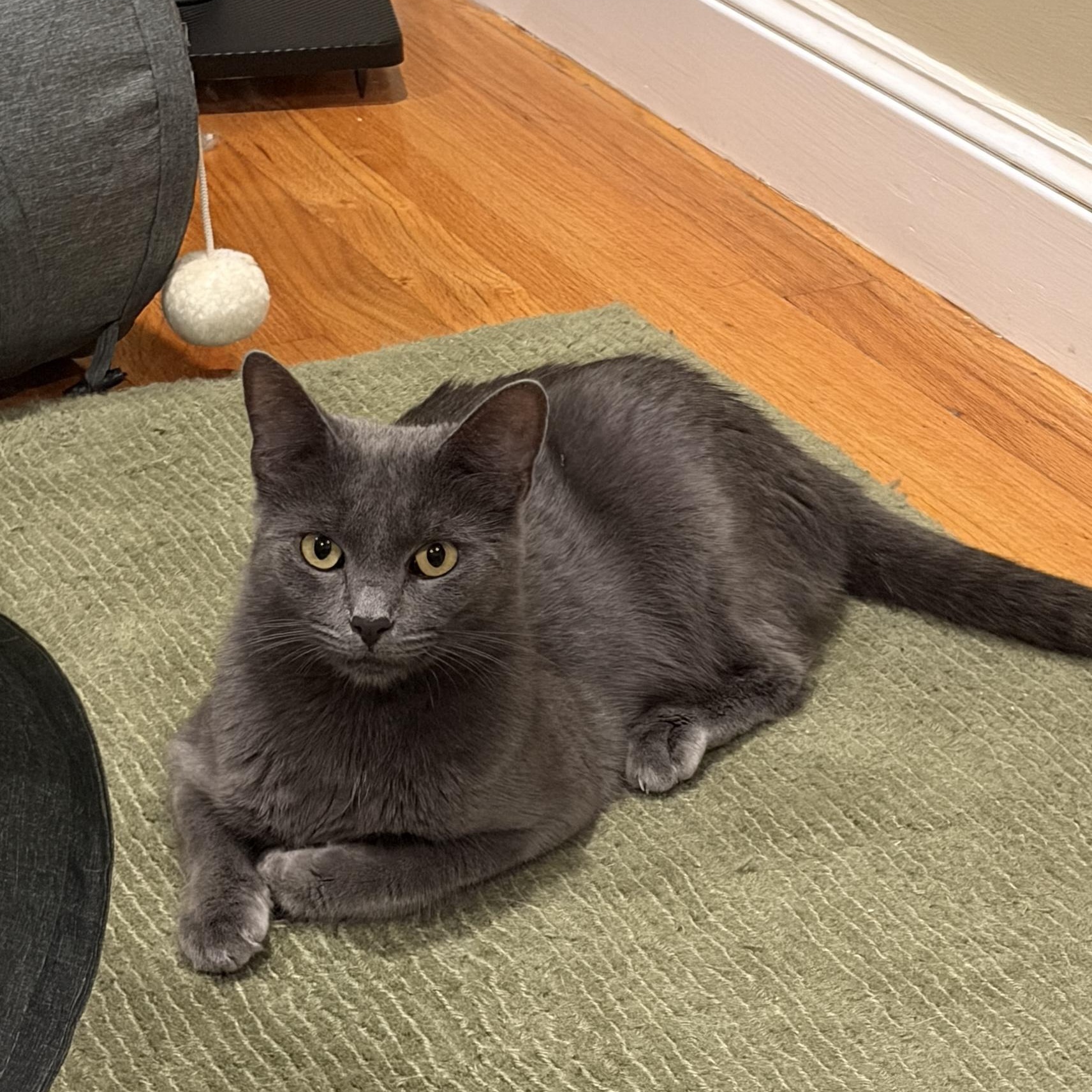Enlarge Grace, a Adoptable Domestic Short Hair in Medford, MA image 2/5