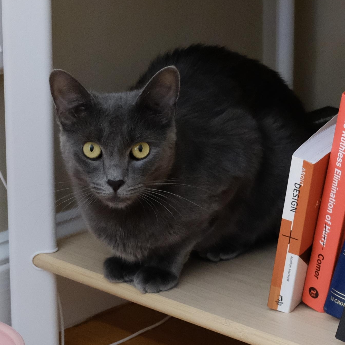 Enlarge Grace, a Adoptable Domestic Short Hair in Medford, MA image 4/5