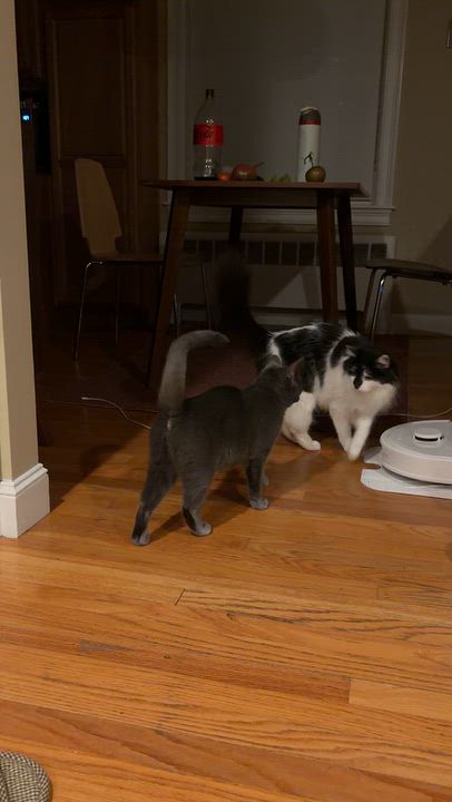 Enlarge Grace, a Adoptable Domestic Short Hair in Medford, MA video 3/5