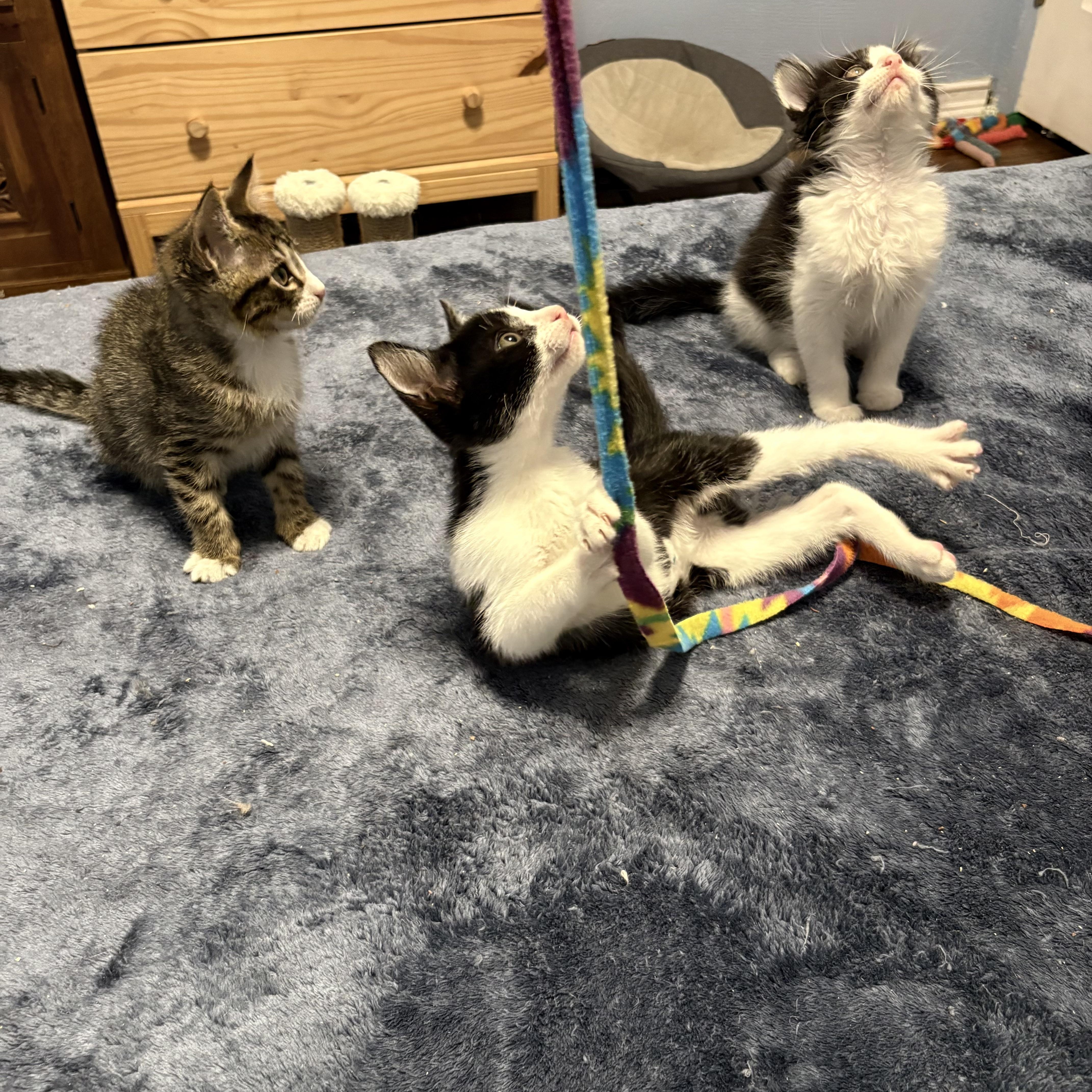 Lance Mathews thumbnail 4