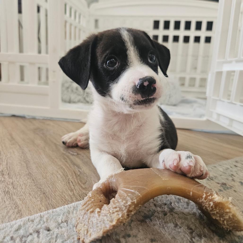 Russet, Adoptable, Puppy Male Chihuahua & Terrier.