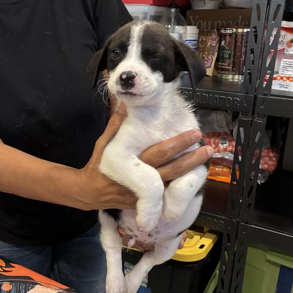 Enlarge Russet, a Adoptable mixed breed in Houston, TX image 2/5