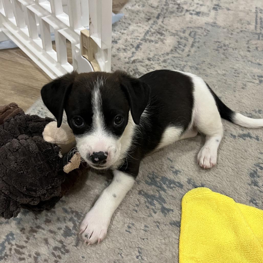 Enlarge Russet, a Adoptable mixed breed in Houston, TX image 4/5