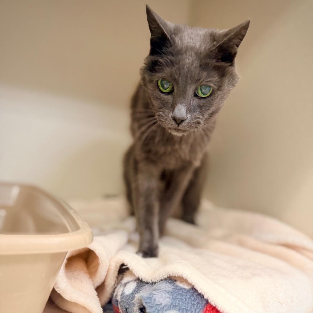 Enlarge Eve, a Adoptable Domestic Short Hair in Great Falls, MT image 1/5