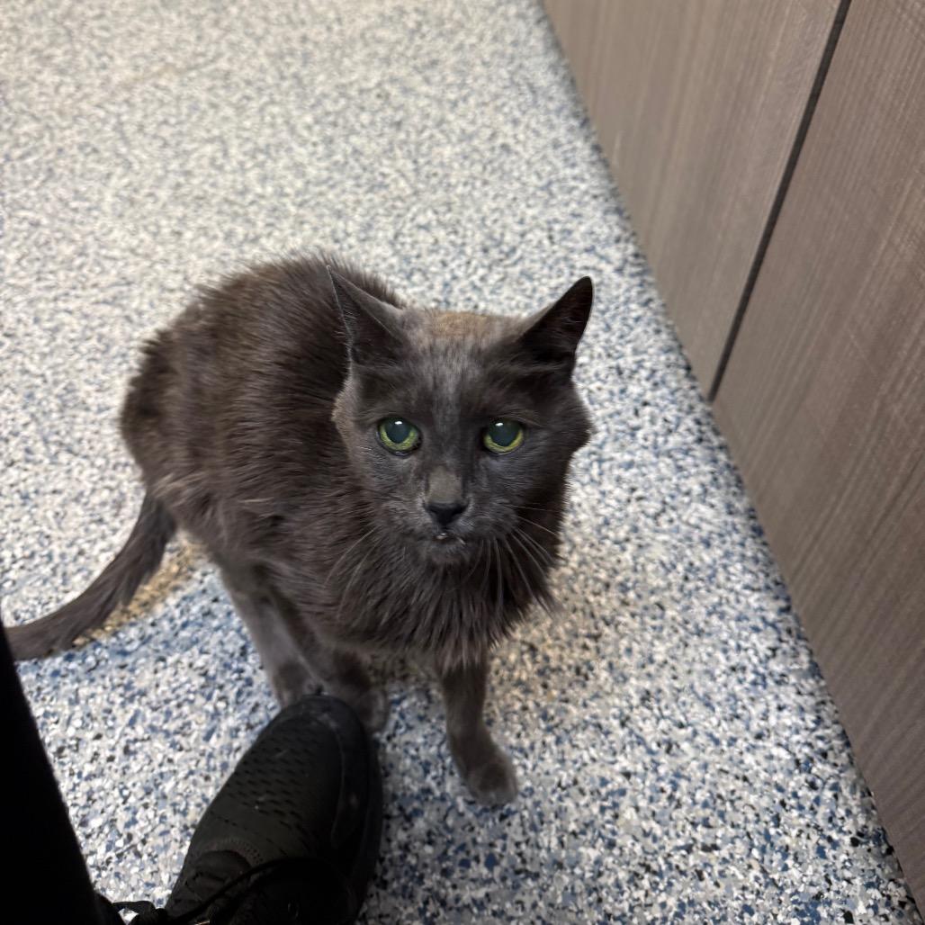 Enlarge Eve, a Adoptable Domestic Short Hair in Great Falls, MT image 2/5