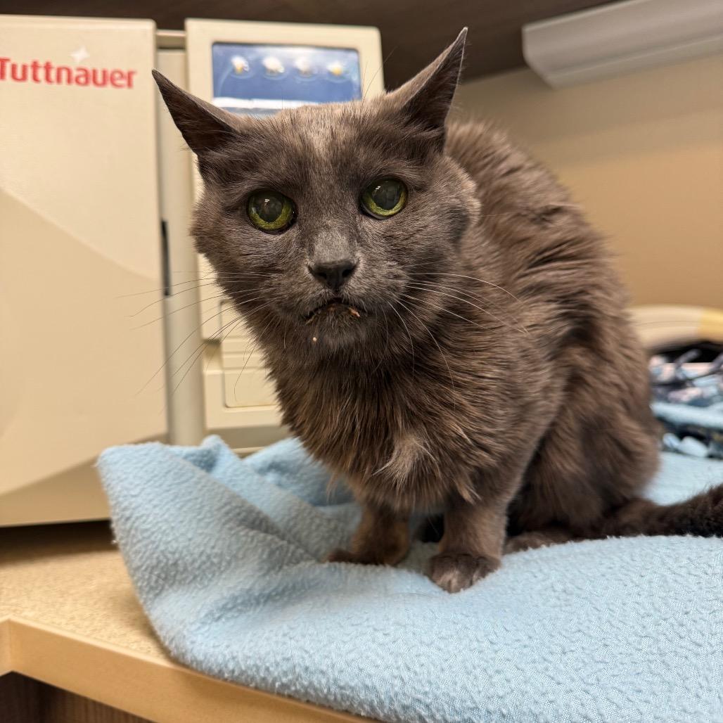 Enlarge Eve, a Adoptable Domestic Short Hair in Great Falls, MT image 3/5