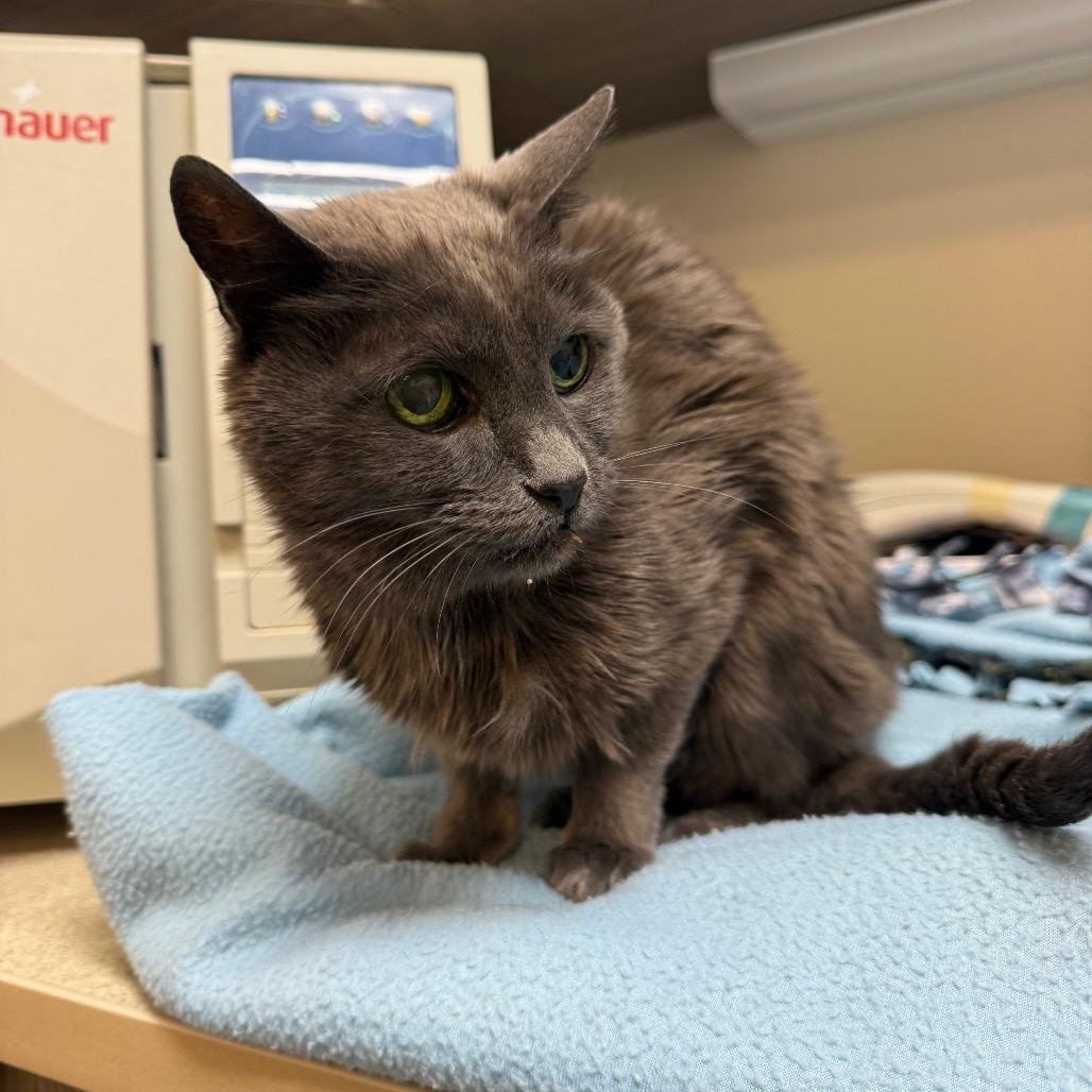 Enlarge Eve, a Adoptable Domestic Short Hair in Great Falls, MT image 4/5