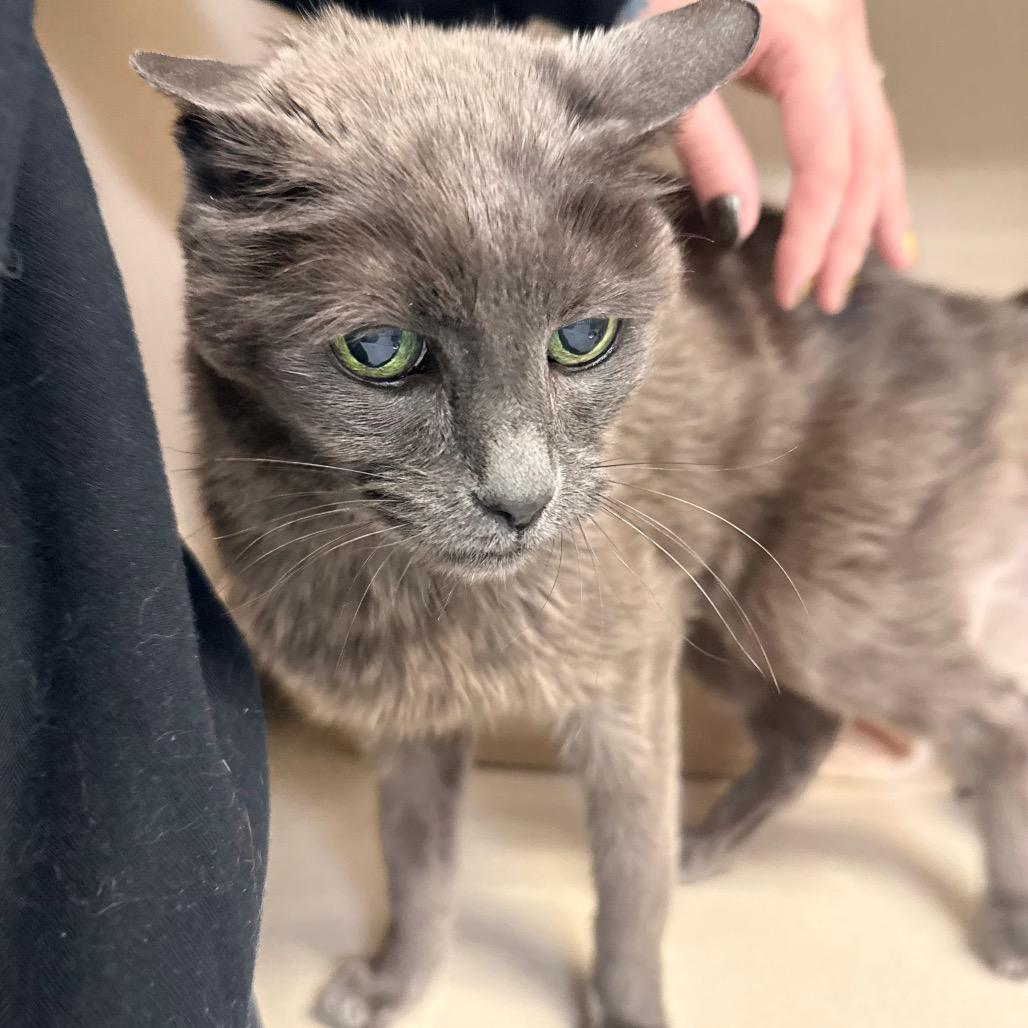 Enlarge Eve, a Adoptable Domestic Short Hair in Great Falls, MT image 5/5