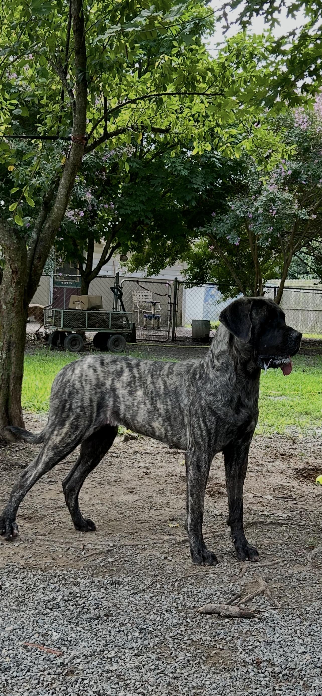 Emmy, a ADOPTABLE Mastiff in Reidsville, NC image 2/2