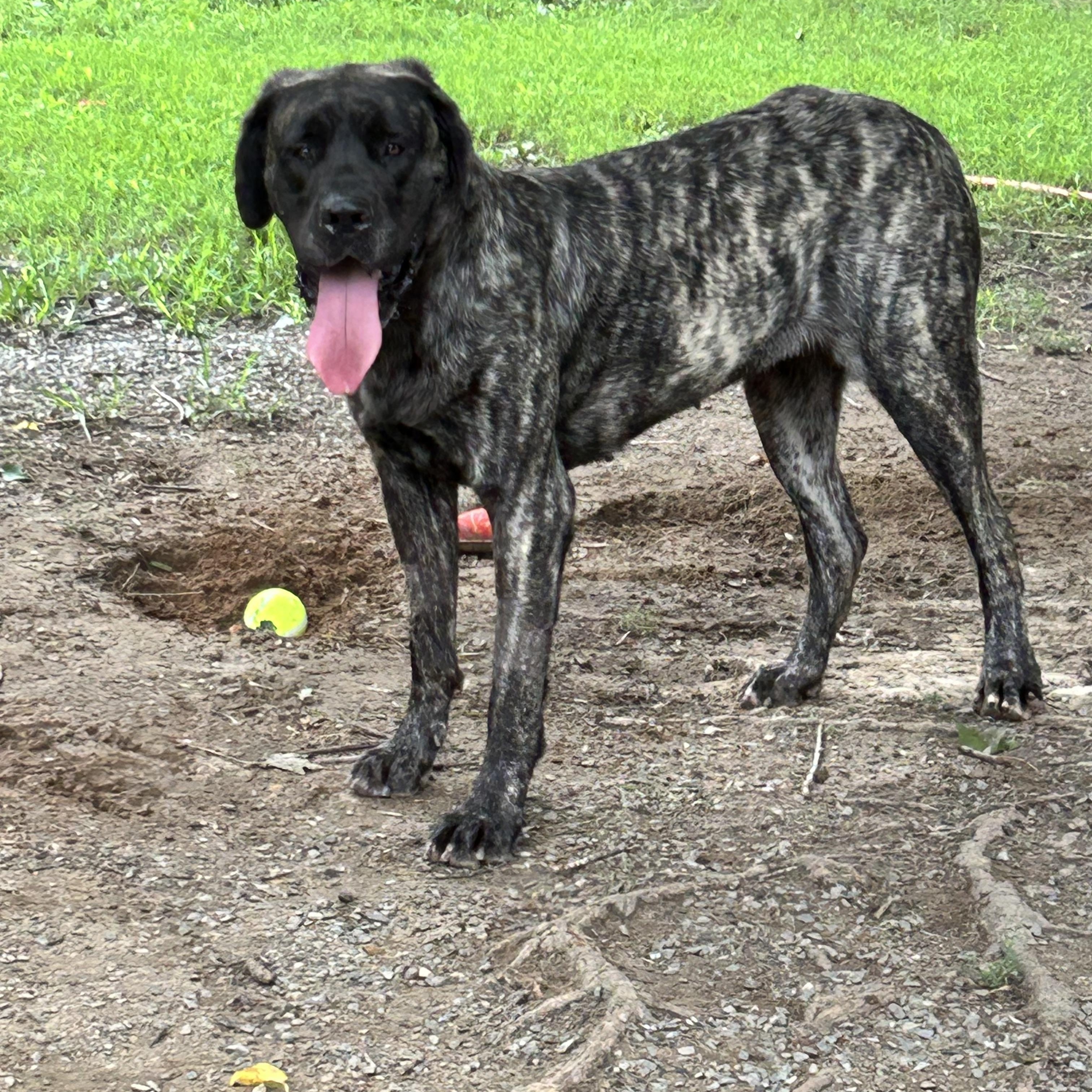 Emmy, ADOPTABLE, Adult Female Mastiff.