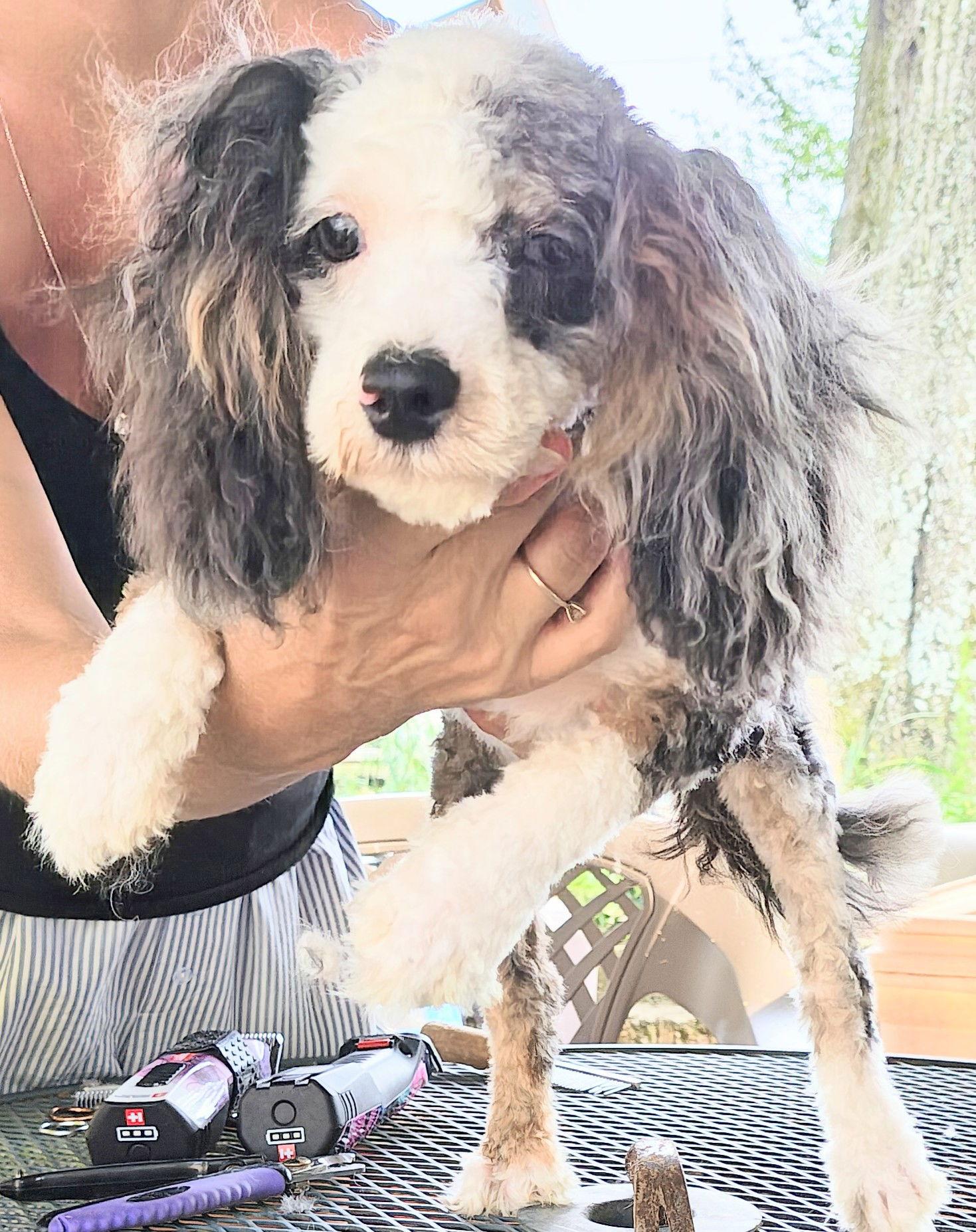 Enlarge Zeb, a Adopted mixed breed in Baileyton, AL image 1/3