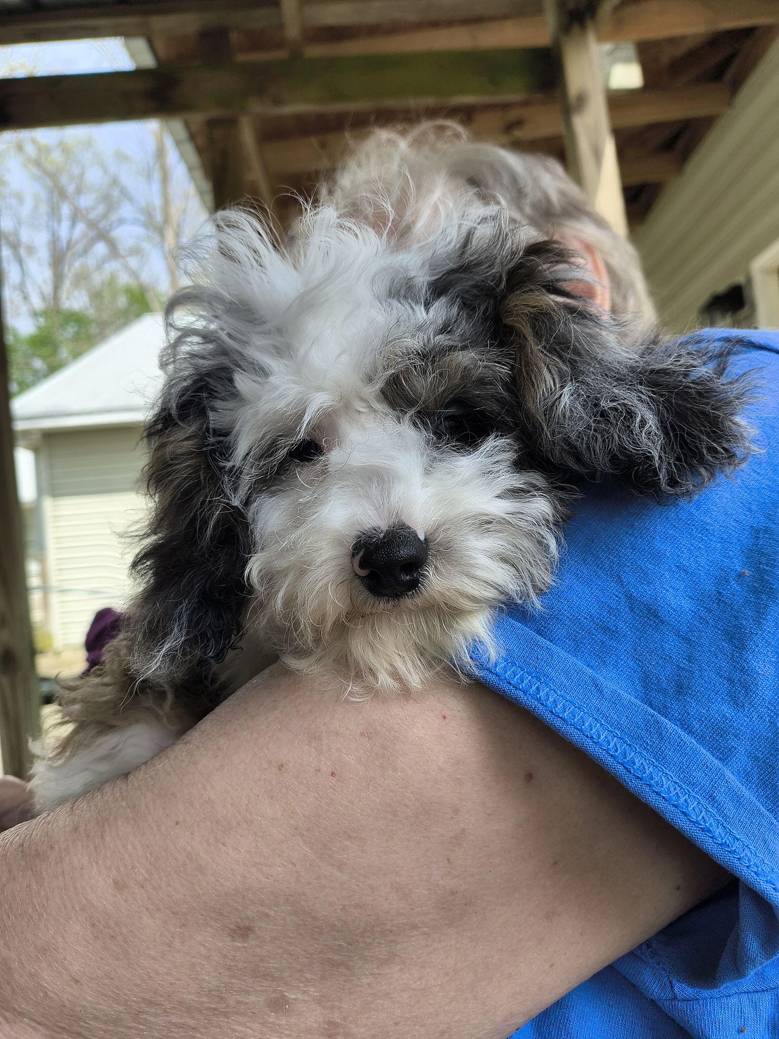 Enlarge Zeb, a Adopted mixed breed in Baileyton, AL image 2/3