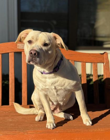 Hazel, ADOPTABLE, Adult Female American Bully & Labrador Retriever.