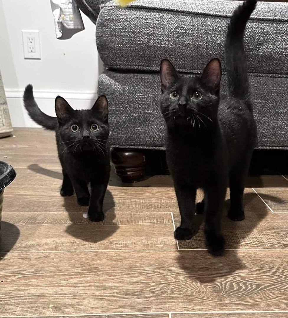 Sneak, Young Male Domestic Short Hair