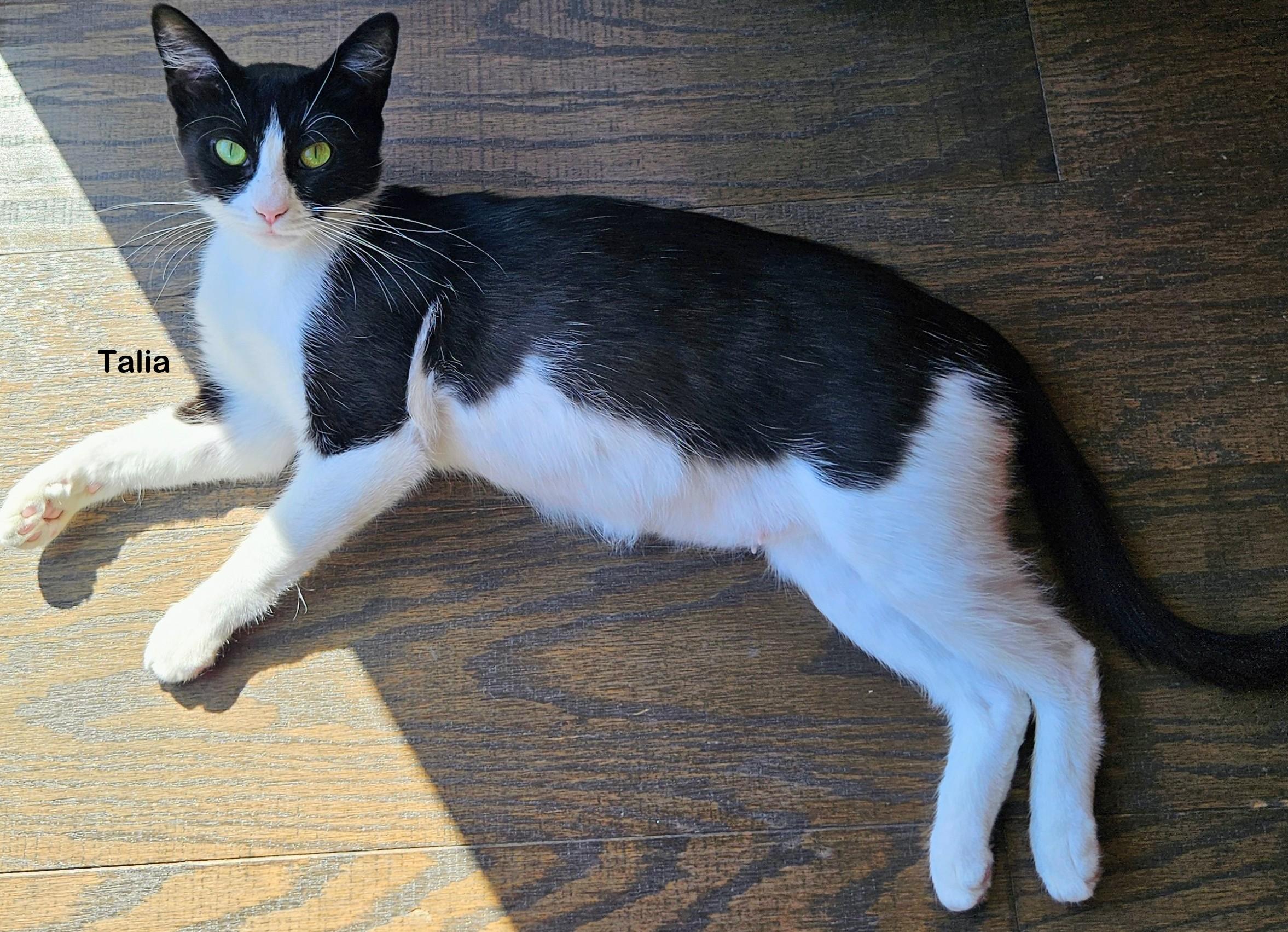 Enlarge Talia, a Adopted mixed breed in Portland, OR image 3/3