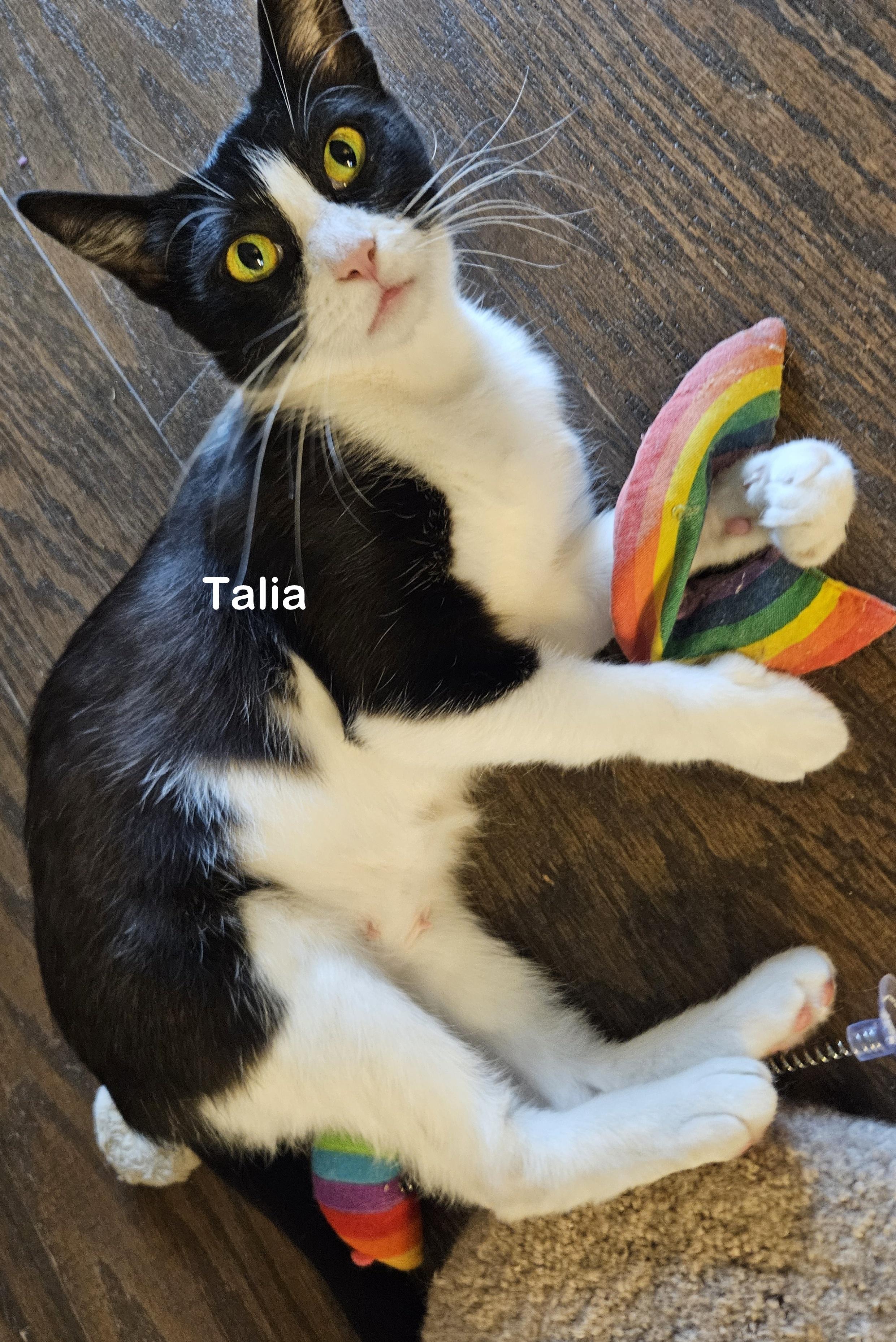 Enlarge Talia, a Adopted mixed breed in Portland, OR image 2/3