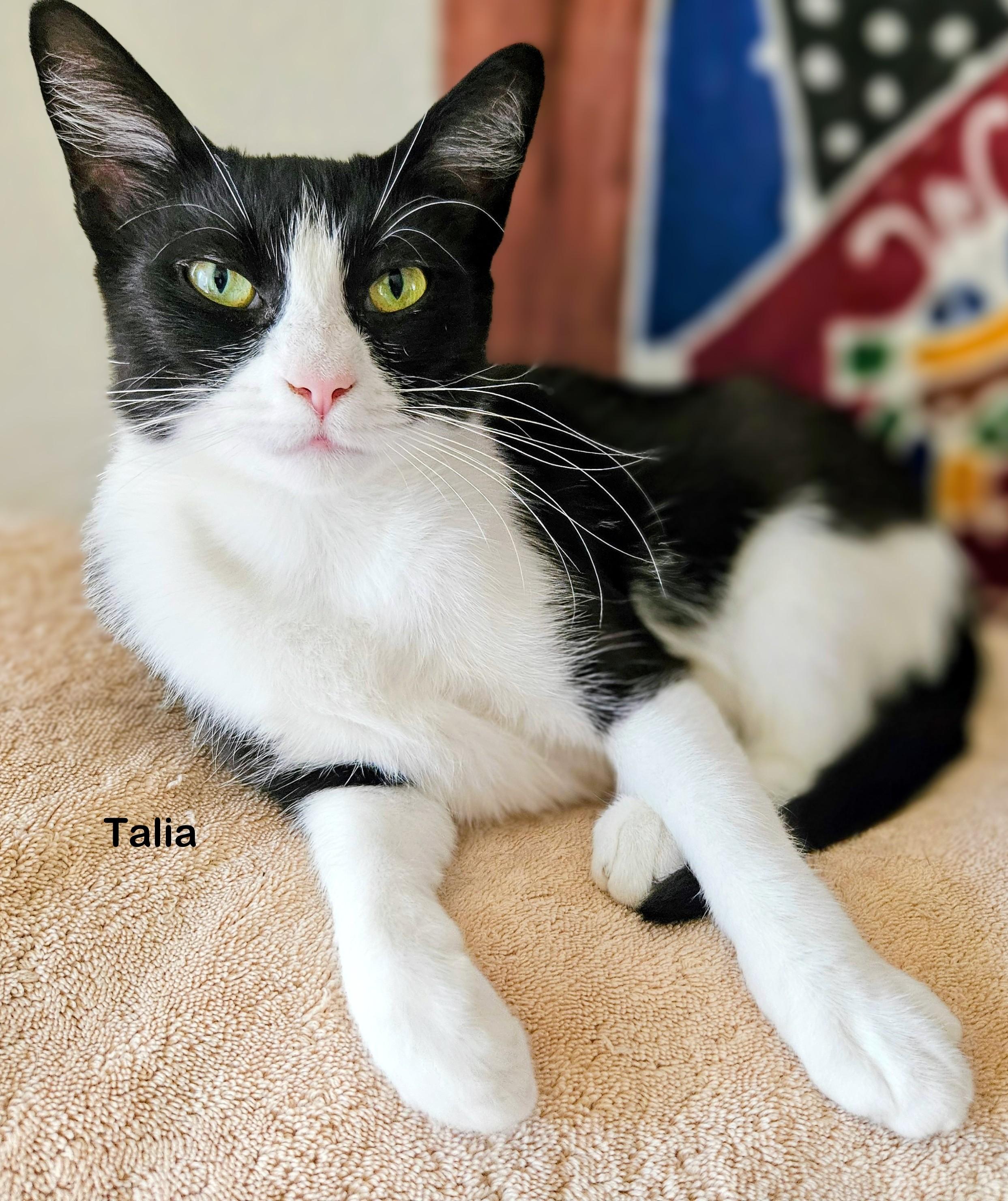 Talia, Adopted, Young Female Domestic Short Hair.