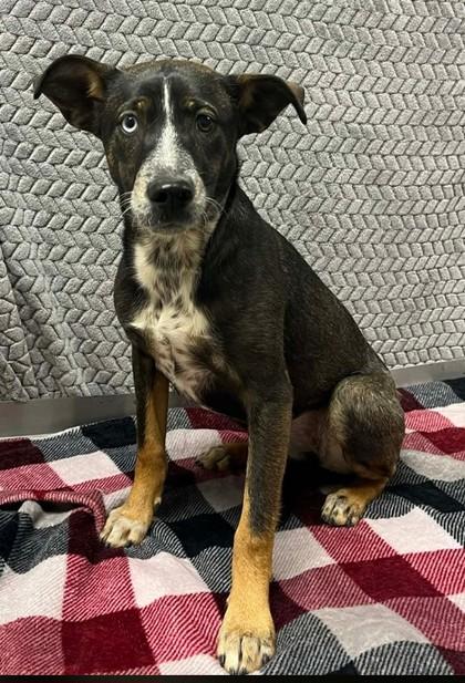 Dee, Adoptable, Young Female Mixed Breed & Mixed Breed.