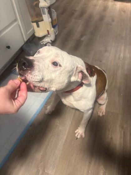 Enlarge Texas Roadhouse, a Adoptable mixed breed in Gastonia, NC image 1/2