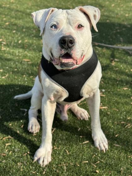 Enlarge Texas Roadhouse, a Adoptable mixed breed in Gastonia, NC image 2/2