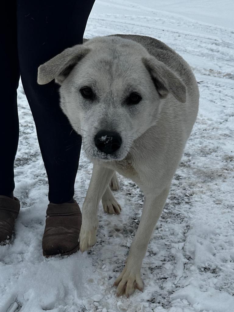 Enlarge Harley, a Adoptable mixed breed in Peru, NY image 1/3