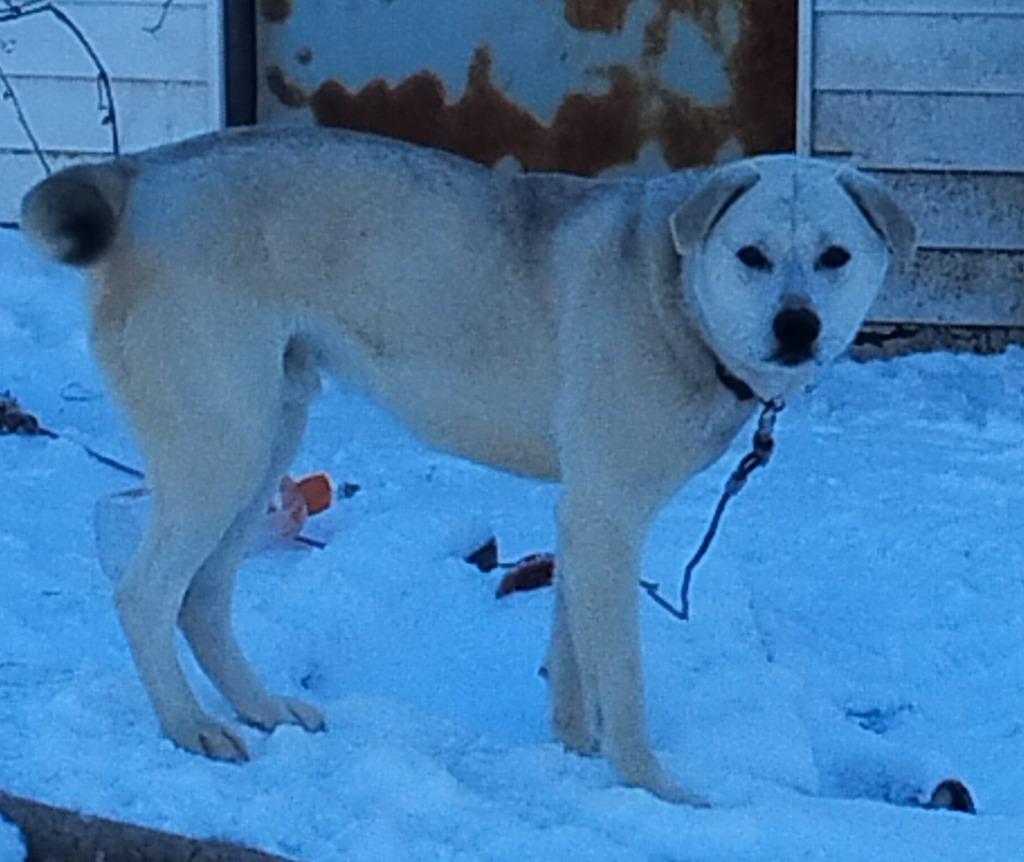 Enlarge Harley, a Adoptable mixed breed in Peru, NY image 2/3