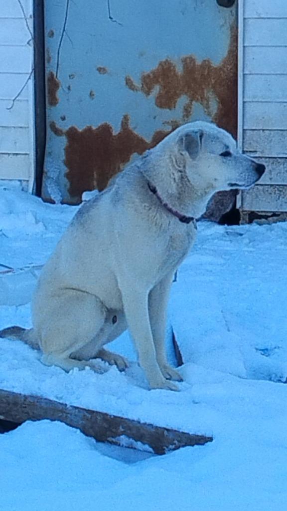 Enlarge Harley, a Adoptable mixed breed in Peru, NY image 3/3