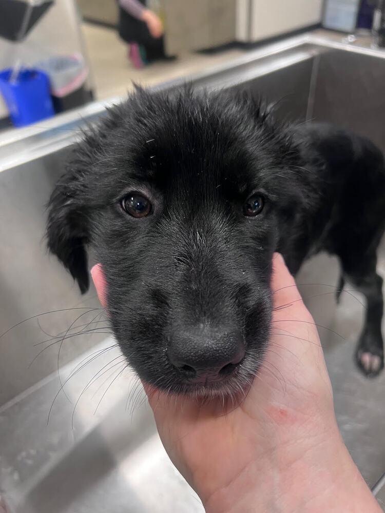 Enlarge Tessa, a Adoptable mixed breed in Denver, CO image 1/5