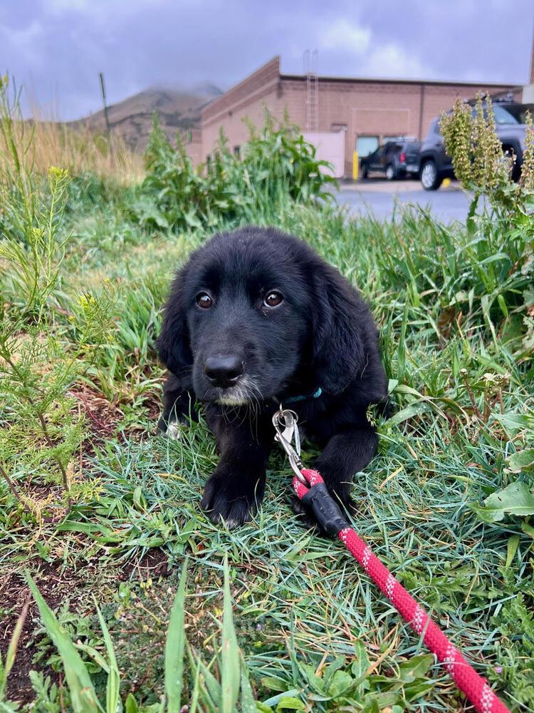 Enlarge Tessa, a Adoptable mixed breed in Denver, CO image 2/5