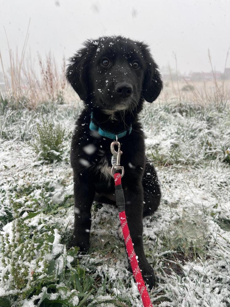 Enlarge Tessa, a Adoptable mixed breed in Denver, CO image 4/5
