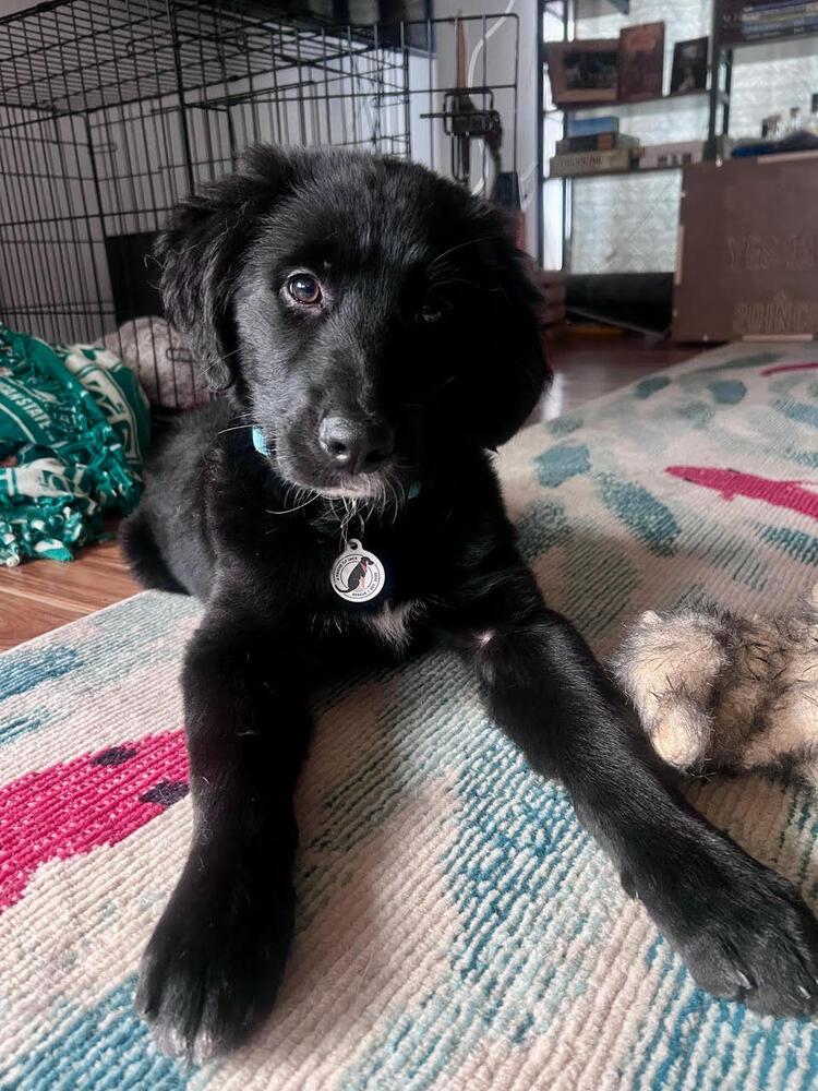 Enlarge Tessa, a Adoptable mixed breed in Denver, CO image 5/5