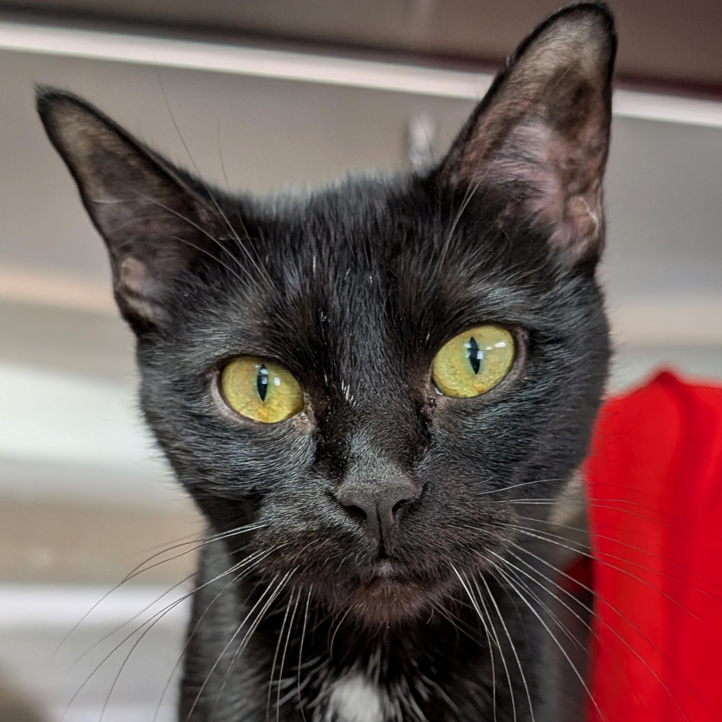 Enlarge Bashful, a ADOPTABLE Domestic Short Hair in Jefferson, WI image 1/1