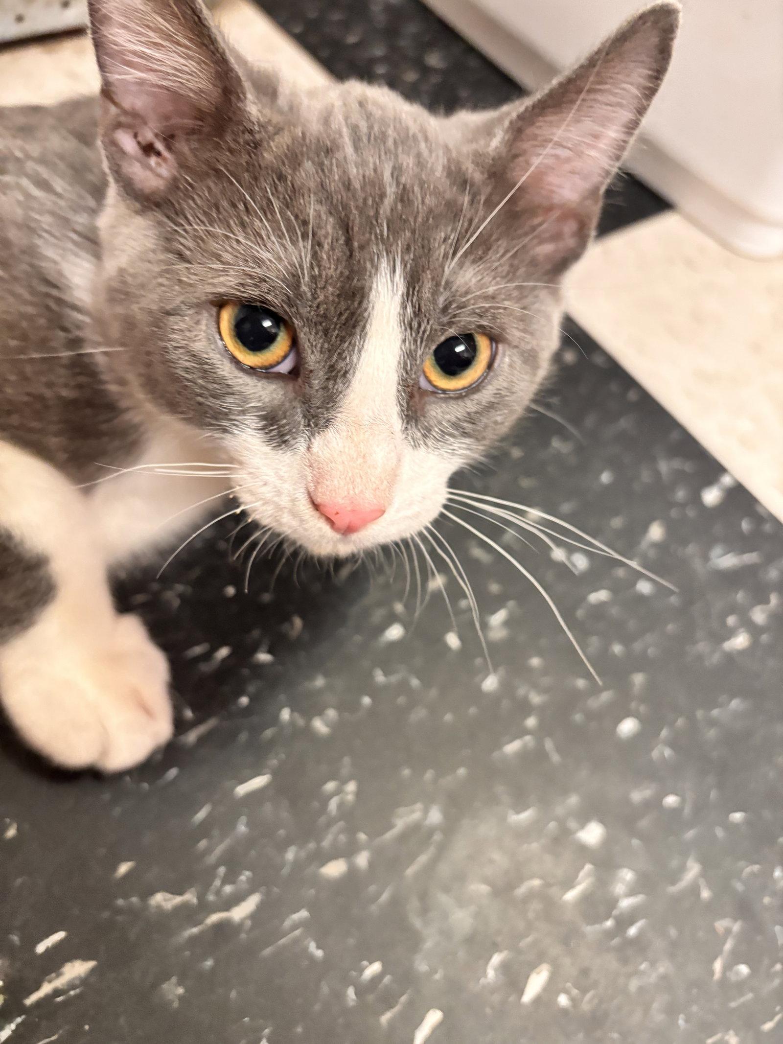 Han Solo ( EE), Adopted, Young Male Tuxedo.