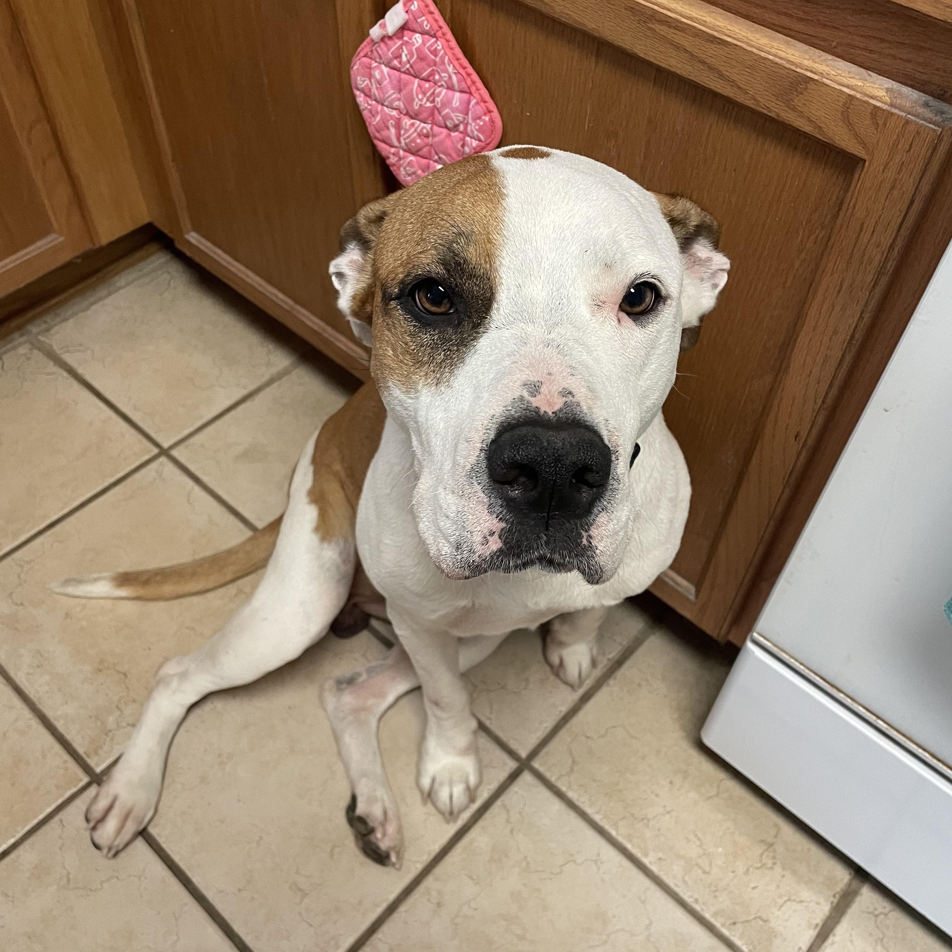 Chester — thumbnail 2