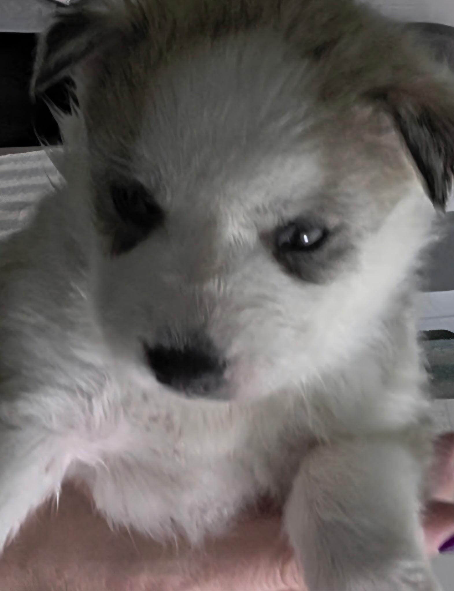 Iris, Adoptable, Puppy Female Siberian Husky.