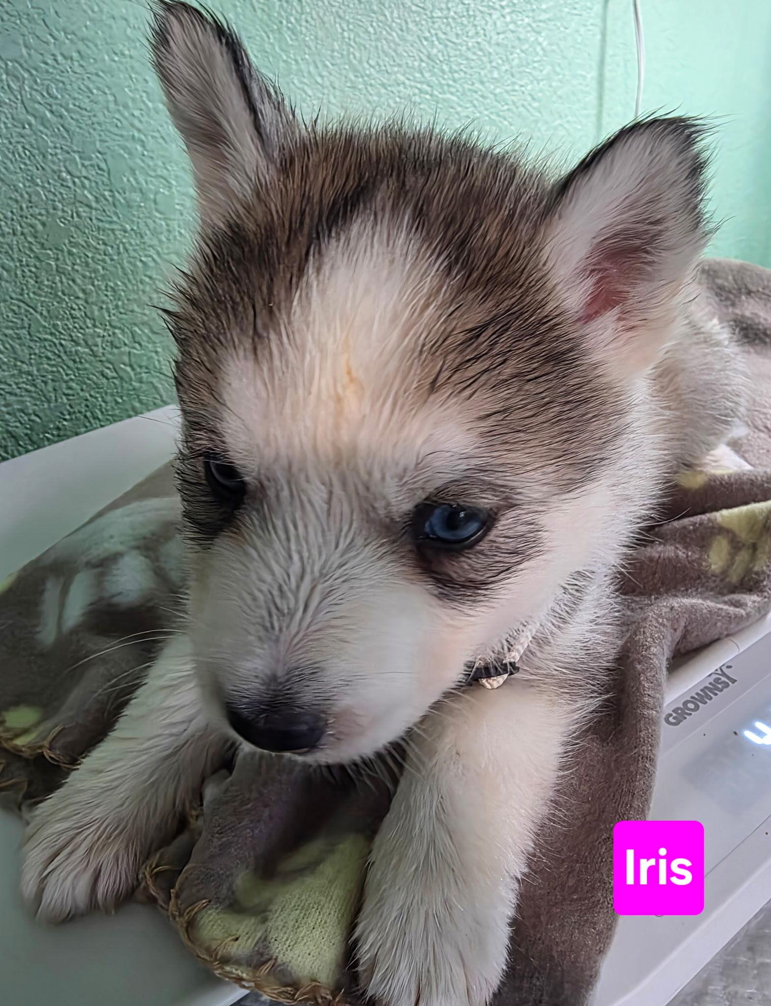 Enlarge Iris, a Adoptable Siberian Husky in Cottonwood Heights, UT image 2/3