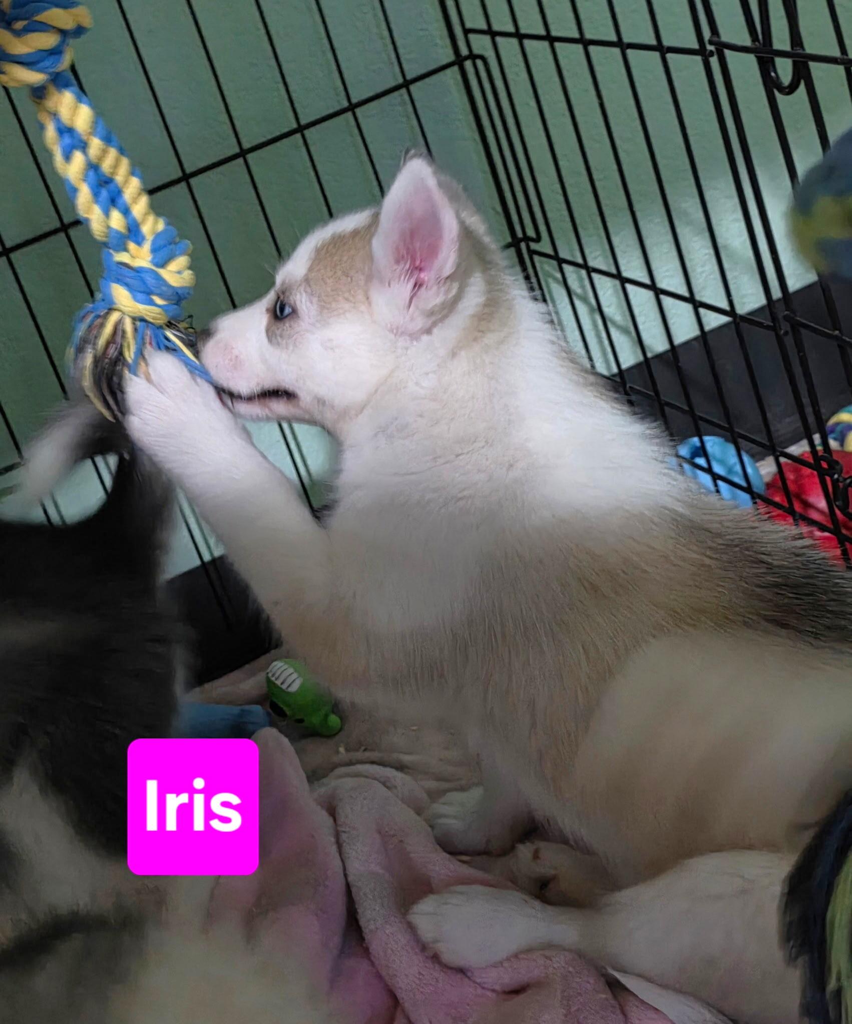 Enlarge Iris, a Adoption Pending Siberian Husky in Cottonwood Heights, UT image 4/6