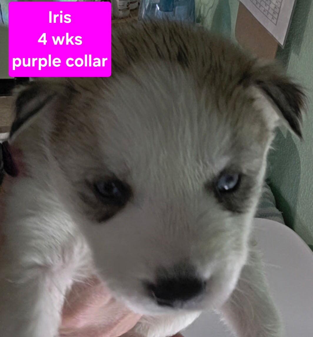 Enlarge Iris, a Adoptable Siberian Husky in Cottonwood Heights, UT image 3/3