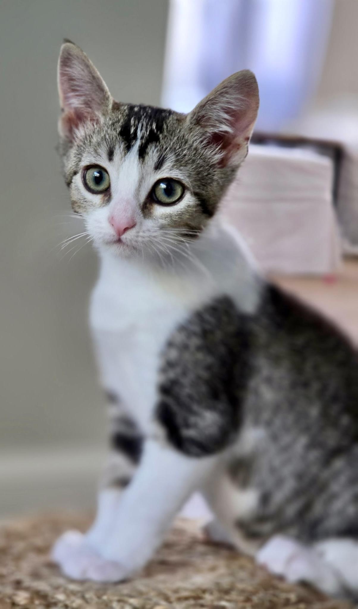 Enlarge Scooby Doo Kittens, a Adoptable Domestic Short Hair in San Juan Capistrano, CA image 2/4