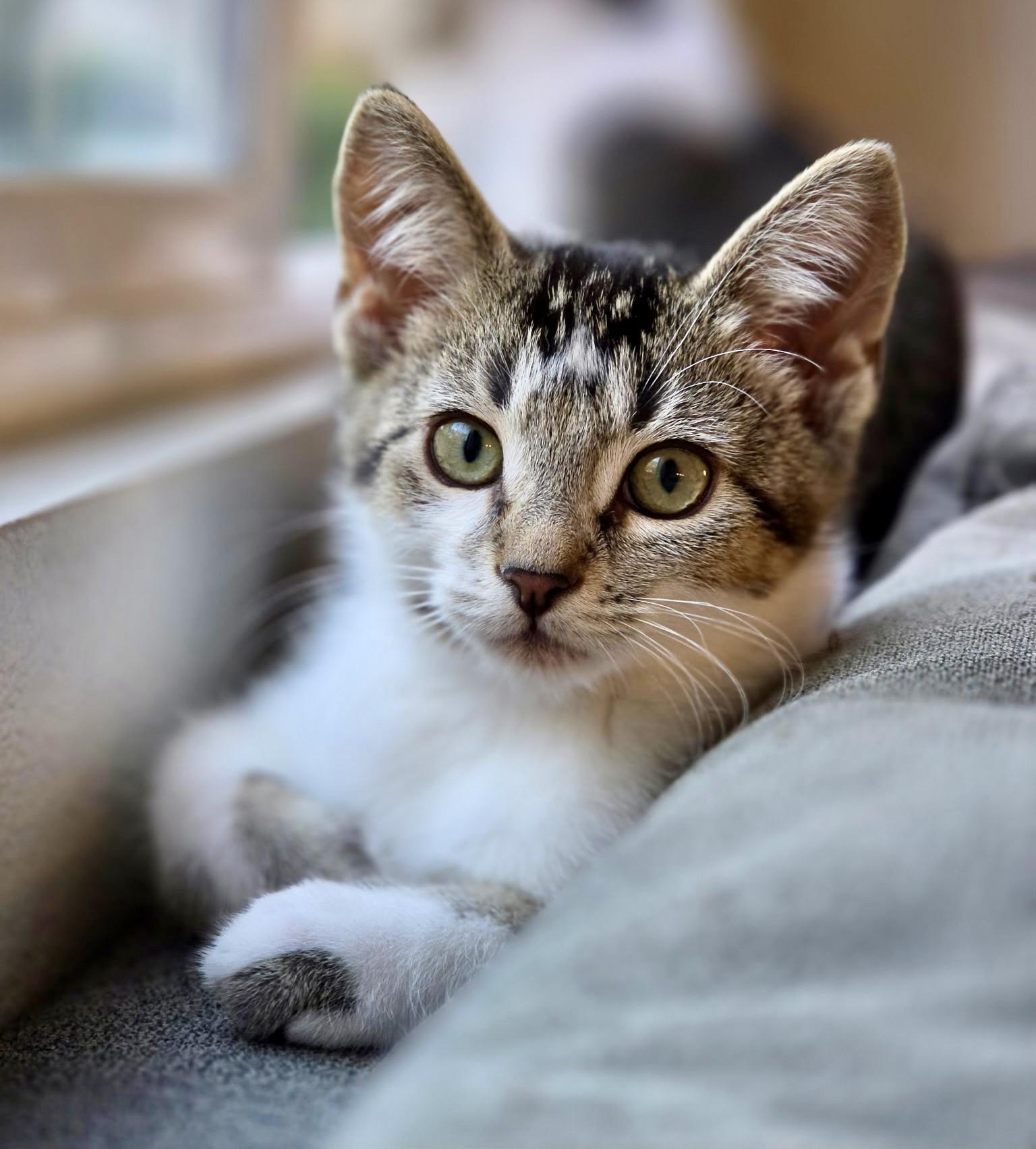 Scooby Doo Kittens, Adoptable, Kitten Female Domestic Short Hair.