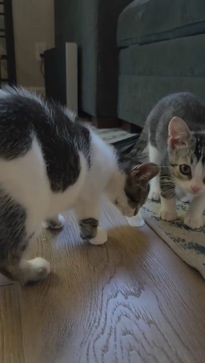 Enlarge Scooby Doo Kittens, a Adoptable Domestic Short Hair in San Juan Capistrano, CA video 3/4