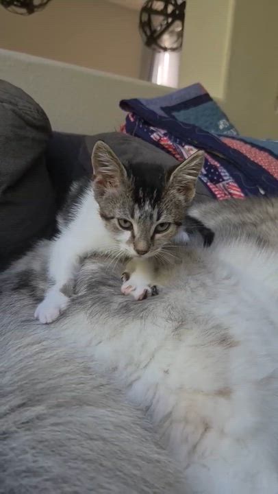 Enlarge Scooby Doo Kittens, a Adoptable Domestic Short Hair in San Juan Capistrano, CA video 4/4