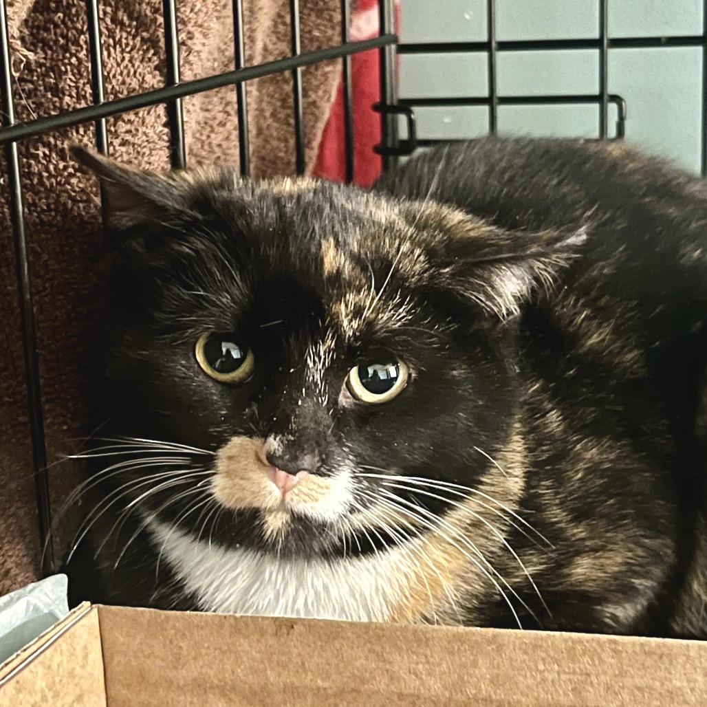 Enlarge Cricket, a ADOPTABLE Domestic Short Hair in Hudson, NY image 1/1