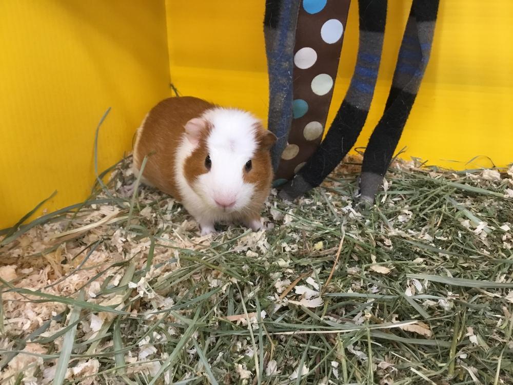 Erniee, a Adopted Guinea Pig in San Diego, CA image 1/2