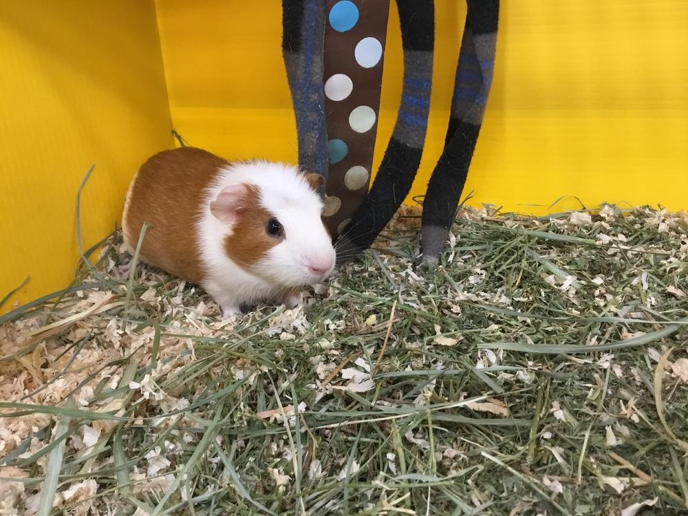 Erniee, a Adopted Guinea Pig in San Diego, CA image 2/2