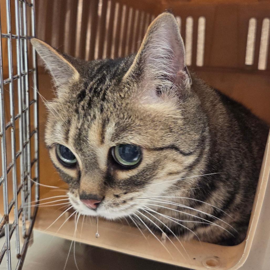 Lily, a Adoptable Domestic Short Hair in Chattanooga, TN image 1/5
