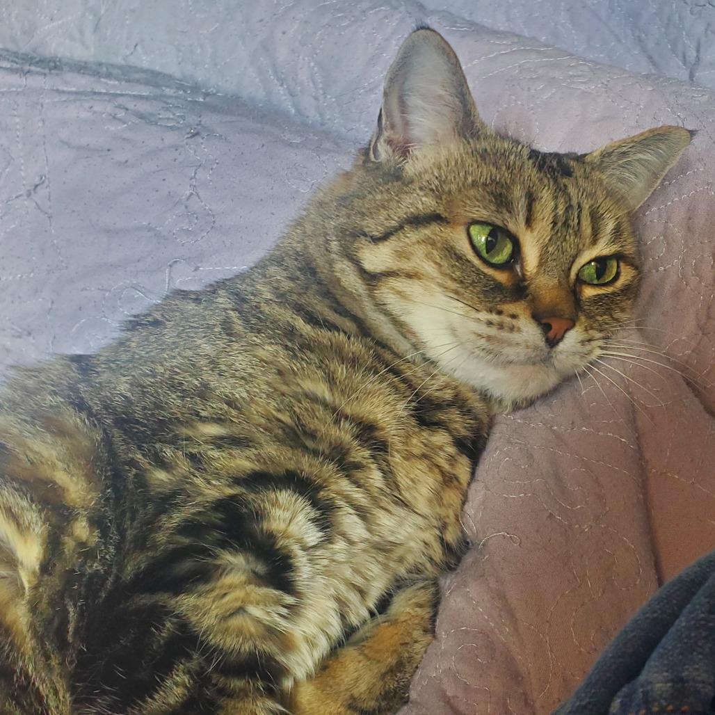 Lily, a Adoptable Domestic Short Hair in Chattanooga, TN image 2/5