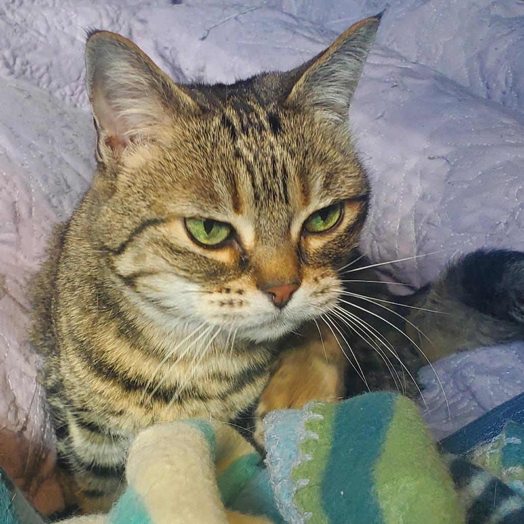 Lily, a Adoptable Domestic Short Hair in Chattanooga, TN image 3/5