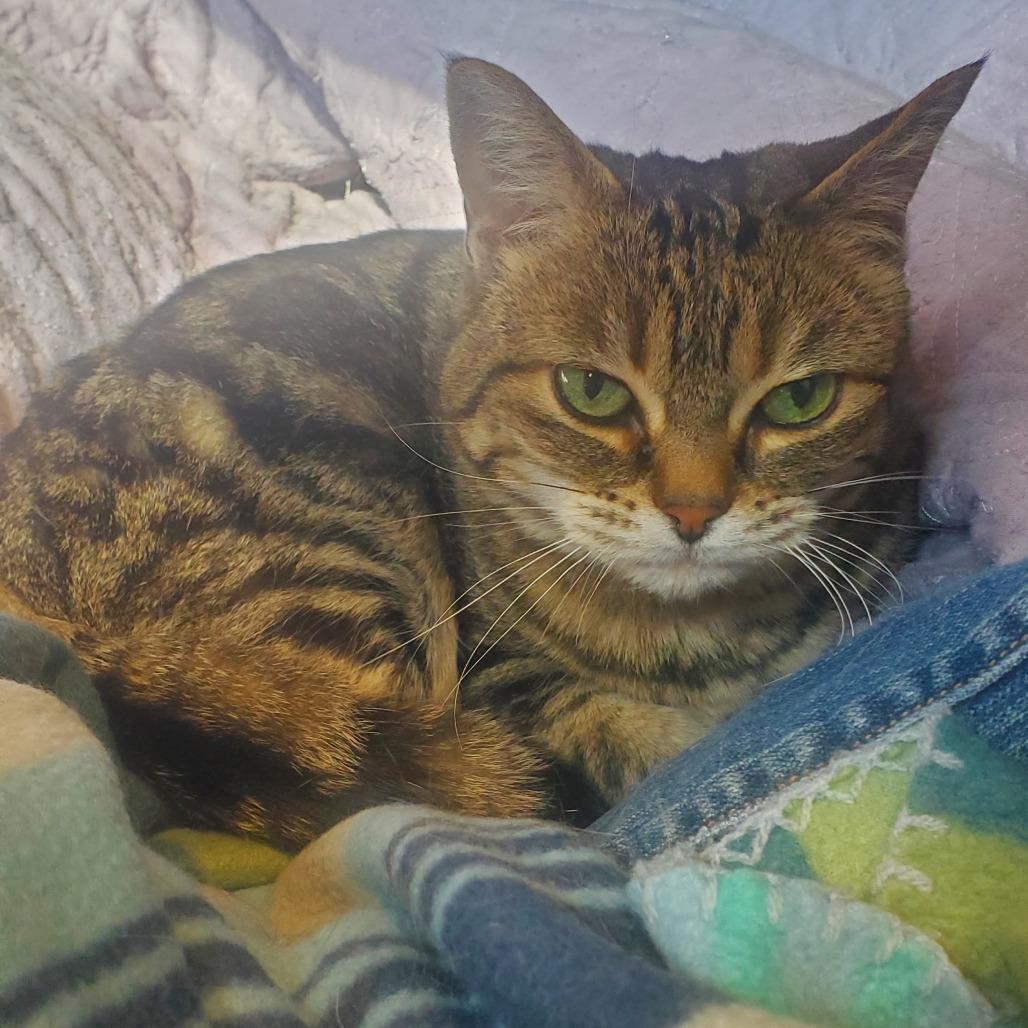 Lily, a Adoptable Domestic Short Hair in Chattanooga, TN image 4/5