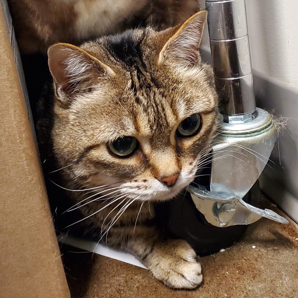 Lily, a Adoptable Domestic Short Hair in Chattanooga, TN image 5/5
